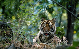 selective focus photography of orange and black Tiger on brown surface