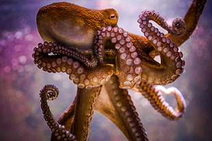 brown octopus, animals, octopus, bokeh