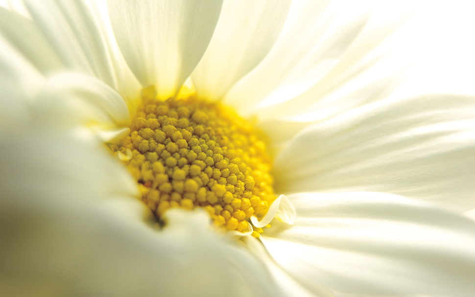 closeup selective focus photography of white and yellow petaled flower HD wallpaper