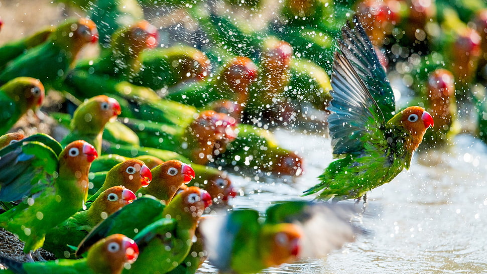 green birds, parrot, birds, water, green HD wallpaper