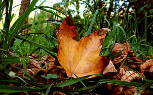 tilt shift lens photography of brown leaf