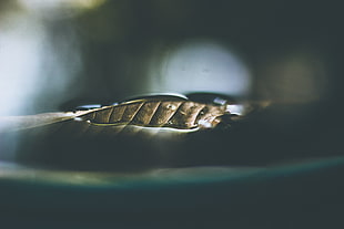 silver-colored jewelry, Leaf, Dry, Close-up