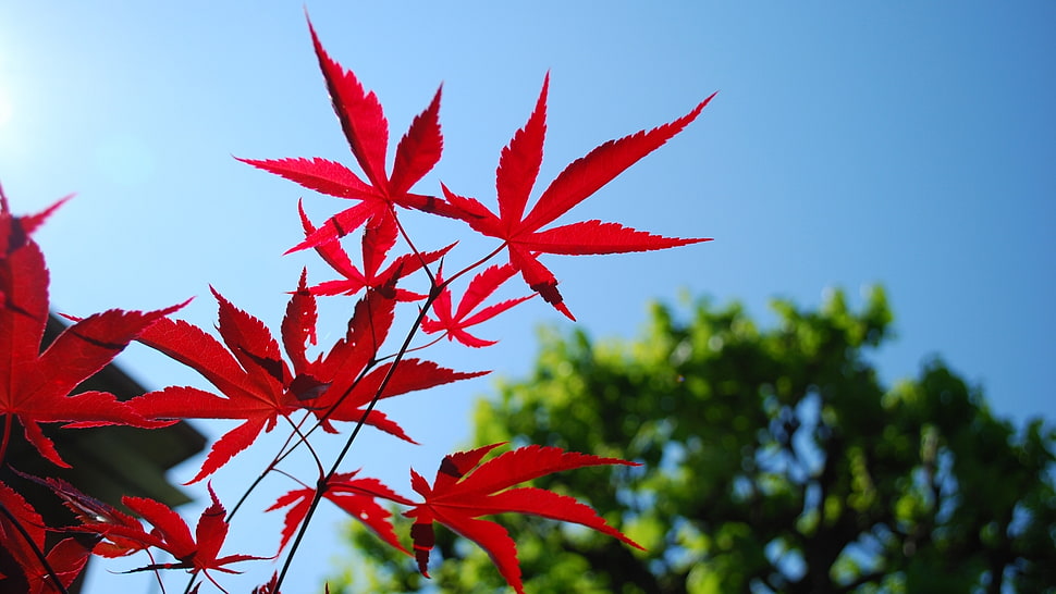 red maple leaf under blue sky during daytime HD wallpaper