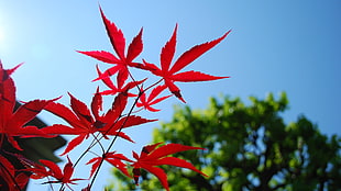 red maple leaf under blue sky during daytime