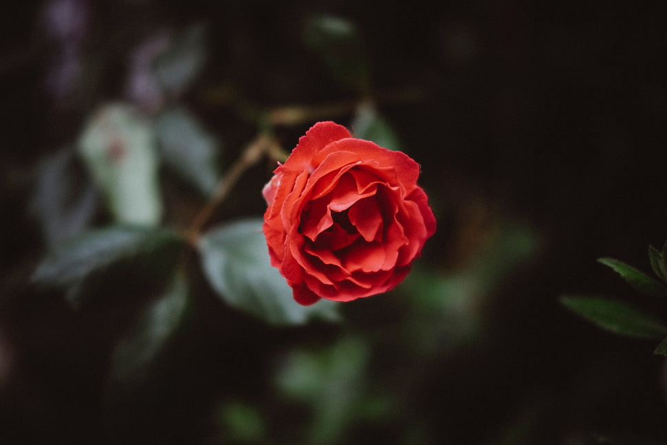 red rose, Flower, Red, Bud HD wallpaper