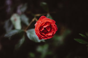 red rose, Flower, Red, Bud