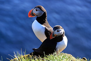 white-gray-black birds perching on the green grass, puffin