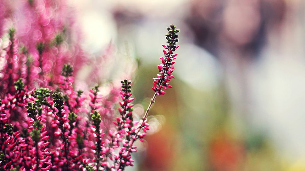 pink and green leaves, nature, bokeh, flowers, pink flowers HD wallpaper