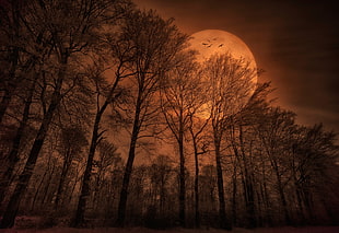 Blood moon behind tree
