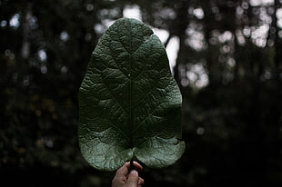 green leaf, Leaf, Hand, Plant HD wallpaper