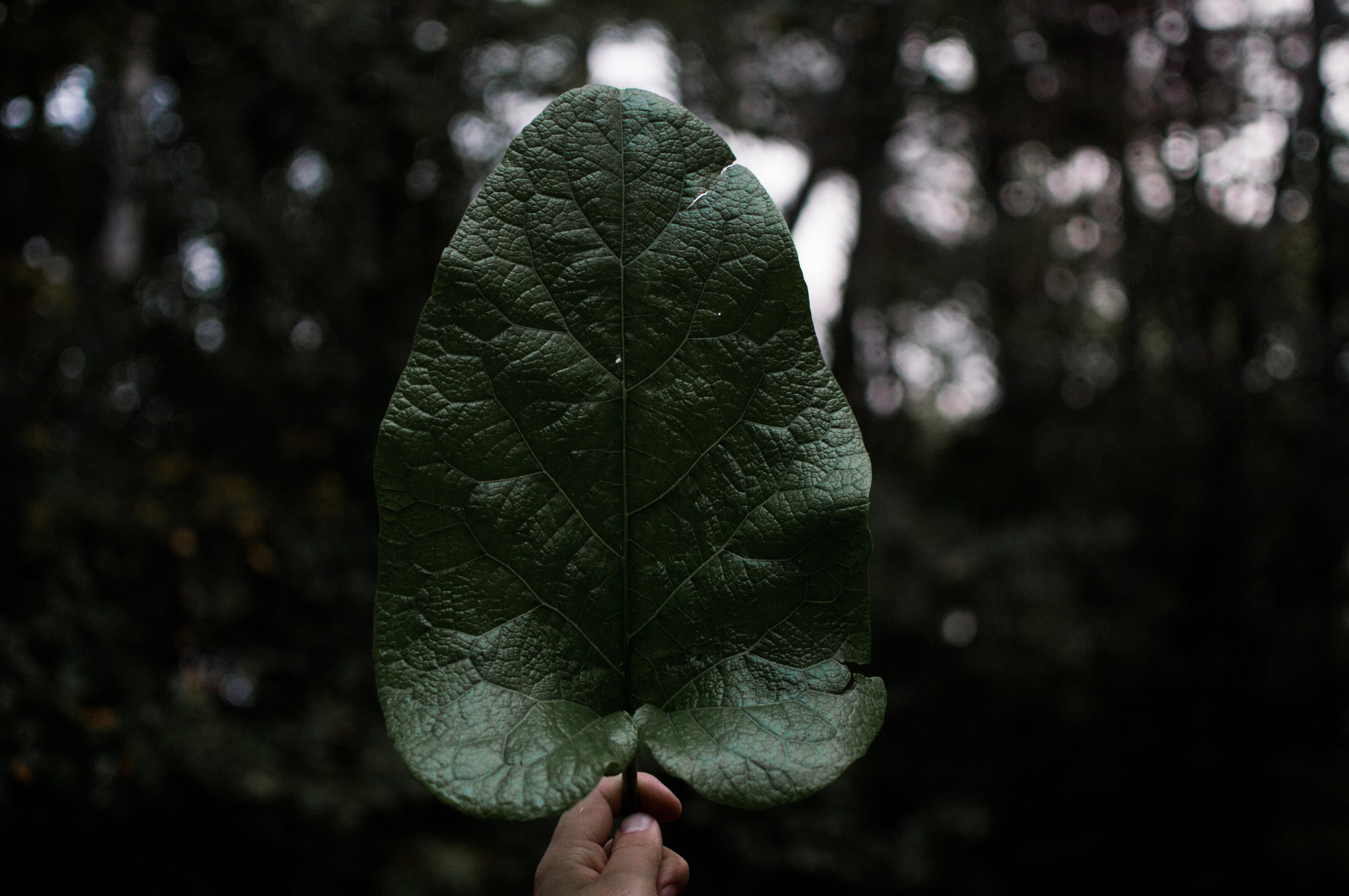 green leaf, Leaf, Hand, Plant
