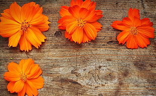 four orange Cosmos flowers on brown surface