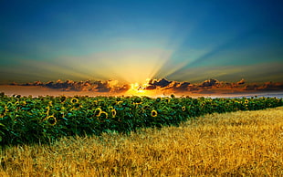 landscape photo of sun rising in deep yellow sunflower garden HD wallpaper