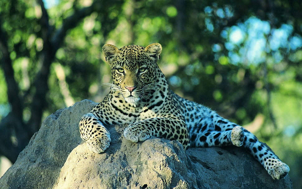 shallow focus photography of brow, black, and white Leopard on white rock formation during daytime HD wallpaper