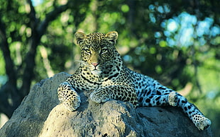 shallow focus photography of brow, black, and white Leopard on white rock formation during daytime