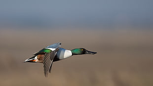selective focus photography of flying mallard duck, shoveler, anas clypeata