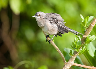 close-up photography of white and gray bird