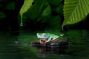 selective focus photography of frog on rock