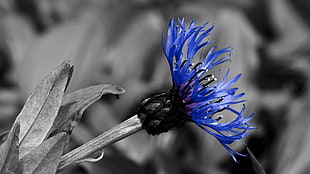 blue petal flower HD wallpaper