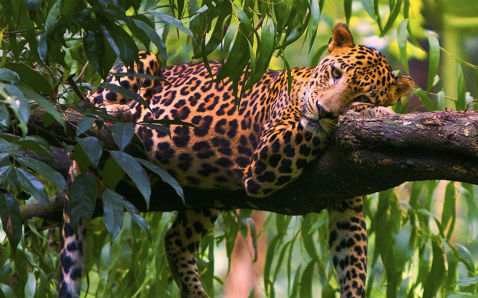 Leopard,  Branches,  Trees,  Lie down HD wallpaper