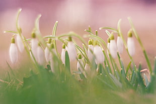 white and green petaled flower bloom during daytime HD wallpaper