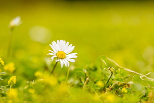 selective focus of daisy flower