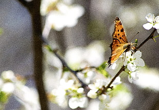 bokeh photo of orange butterfly during daytime