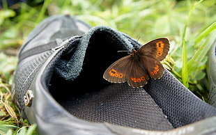 brown and black butterfly on top of black unpaired shoe