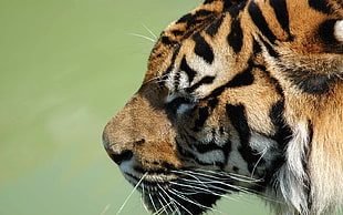 brown and black tiger, tiger, animals, big cats