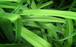 dew drops on green leaves