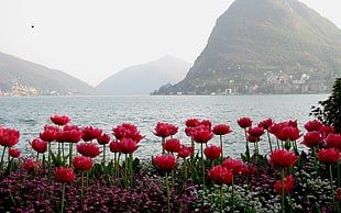 red Tulip flowers near sea during daytime