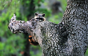 selective focus photography of gray raccoon climbing on tree branch