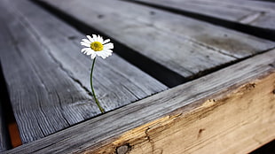 white daisy flower, depth of field, flowers, plants, wood HD wallpaper