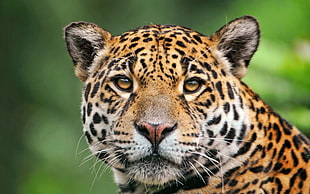 tilt shift lens photography of leopard