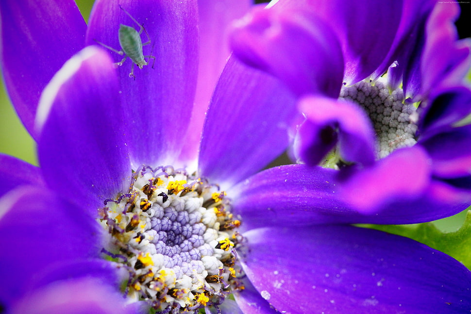 closeup photography of purple and white petals flower HD wallpaper