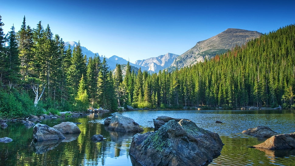 green pine trees, water, mountains, trees, nature HD wallpaper