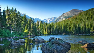 green pine trees, water, mountains, trees, nature HD wallpaper