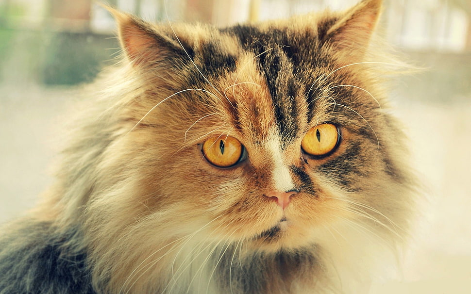 brown and white cat HD wallpaper