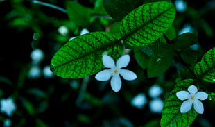 selective focus photo of white petaled flower HD wallpaper