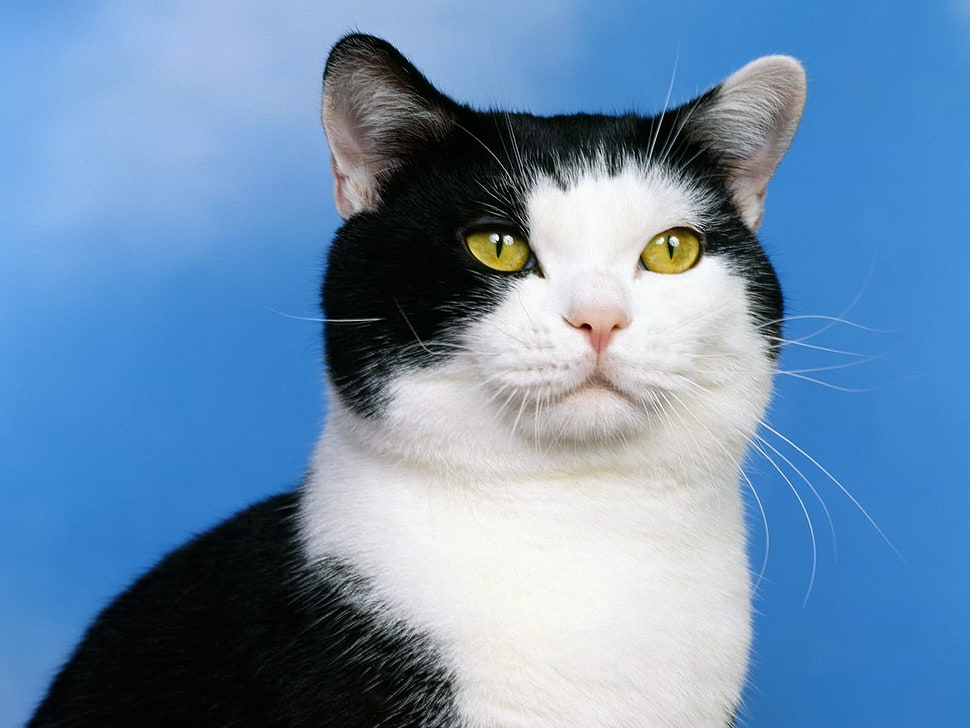 short-fur white and black cat HD wallpaper