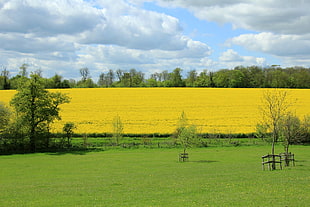 yellow cluster field of flowers and trees