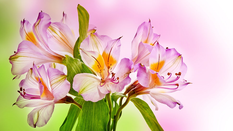pink azalea flowers in closeup photography HD wallpaper