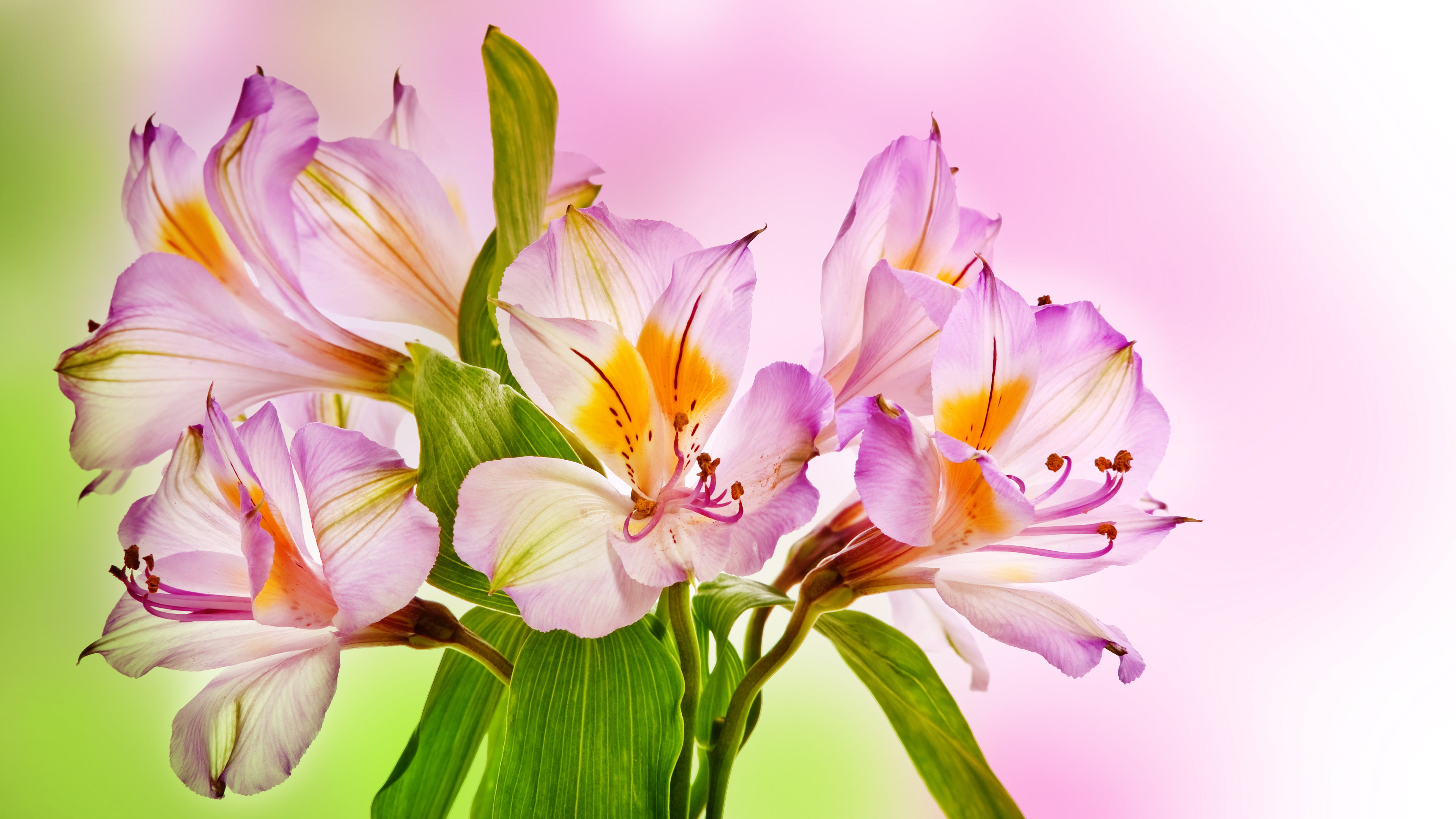 pink azalea flowers in closeup photography