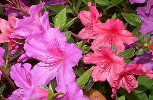 purple and pink Hibiscus flowers