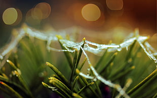 shallow focus photography of green plant during daytime