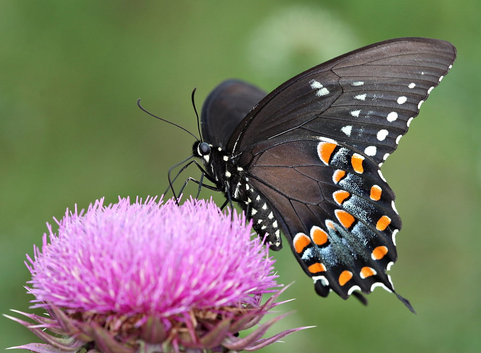 black and orange butterfly perched on pink flower in selective focus photography, spicebush, swallowtail HD wallpaper