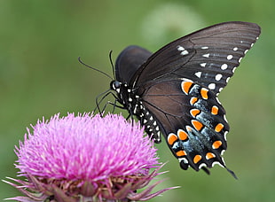 black and orange butterfly perched on pink flower in selective focus photography, spicebush, swallowtail