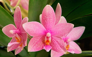 pink Orchid flowers in bloom close-up photo