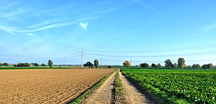 brown road in the middle of green field under blue sky