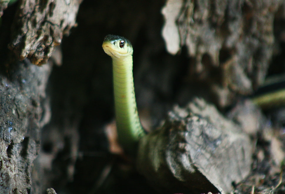 green and brown snake HD wallpaper